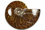 Polished Ammonite (Cleoniceras) Fossil - Madagascar #369618-1